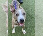 ZEUS - Male Mutt Dog for Adoption - Small photo