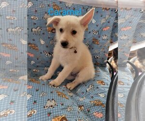 German Shepherd Dog-Huskies  Mix Dogs for adoption in Scottsboro, AL, USA