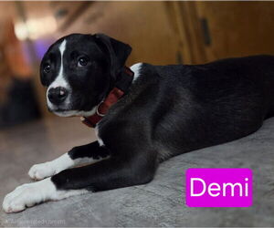 American Bulldog-Labrador Retriever Mix Dogs for adoption in Mechanicsburg, PA, USA