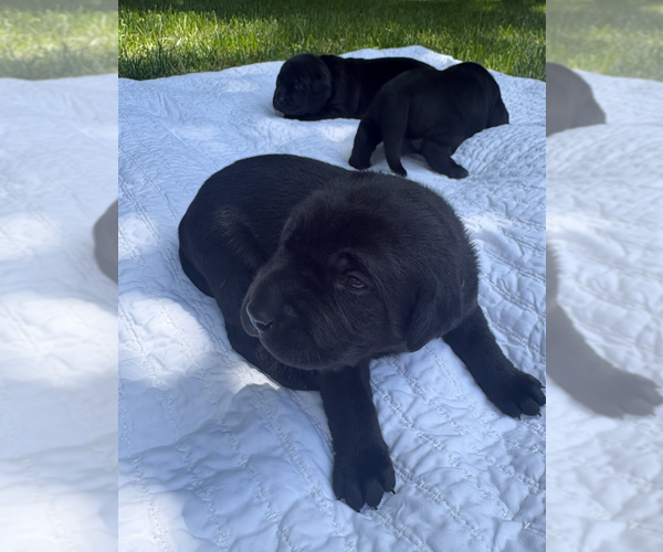 Medium Photo #7 Labrador Retriever Puppy For Sale in EDMOND, OK, USA