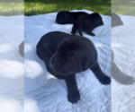 Small #6 Labrador Retriever