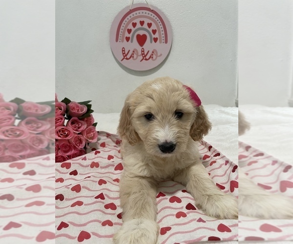 Medium Photo #6 Goldendoodle Puppy For Sale in NORTH HIGHLANDS, CA, USA