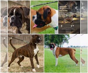 Boxer Puppy for sale in HIGGINSVILLE, MO, USA