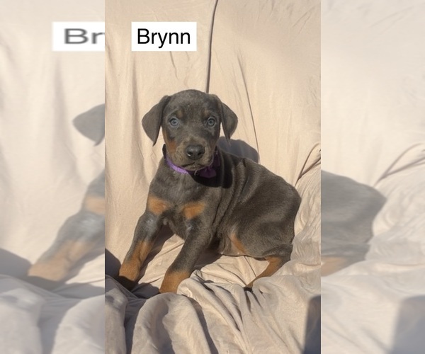 Medium Photo #2 Doberman Pinscher Puppy For Sale in POMEROY, OH, USA