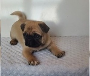 Pug Puppy for sale in EDGAR, WI, USA