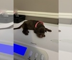 Puppy Pink Collar Doberman Pinscher