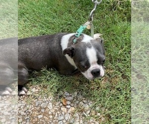 Boston Terrier Puppy for sale in CRKD RVR RNCH, OR, USA