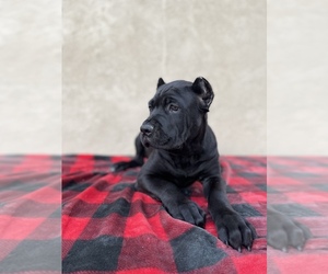 Cane Corso Puppy for sale in STOCKTON, CA, USA