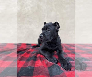 Medium Cane Corso