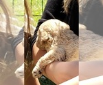 Small Photo #6 Goldendoodle Puppy For Sale in LANNON, WI, USA
