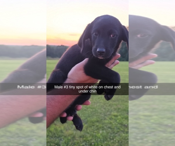 Medium Photo #6 Aussiedor Puppy For Sale in COOPERSTOWN, PA, USA