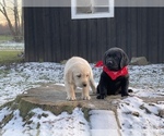 Puppy 2 Golden Labrador
