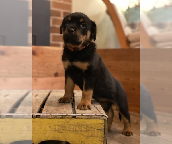 Medium Photo #8 Rottweiler Puppy For Sale in NAPA, CA, USA