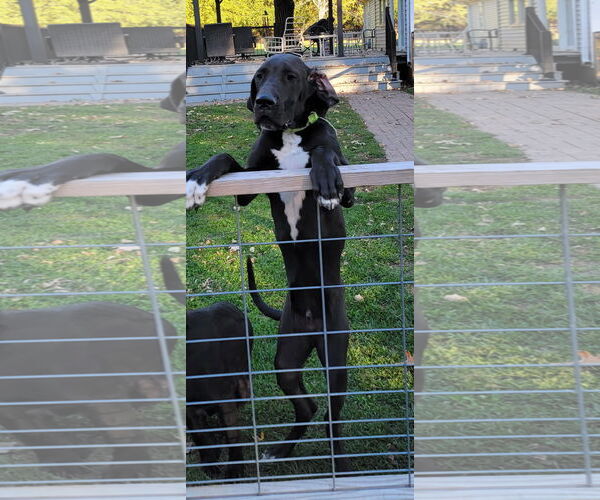 Medium Photo #2 Great Dane-Unknown Mix Puppy For Sale in New London, WI, USA
