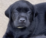 Small Photo #1 Labrador Retriever Puppy For Sale in INDIANA, PA, USA
