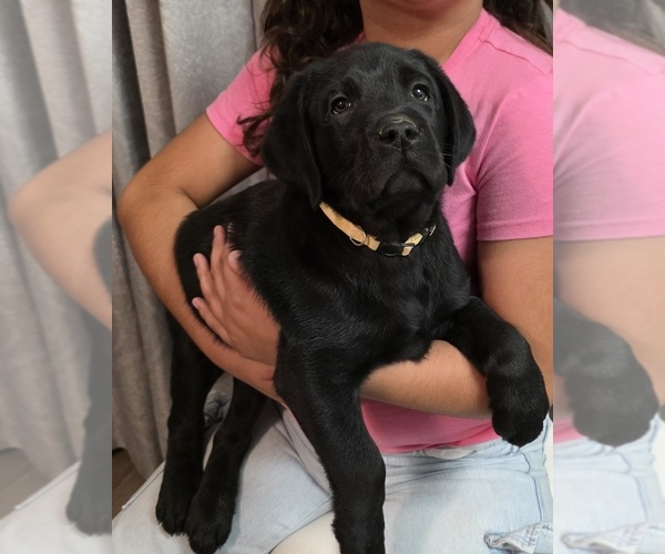 Medium Photo #1 Labrador Retriever Puppy For Sale in VICTORVILLE, CA, USA