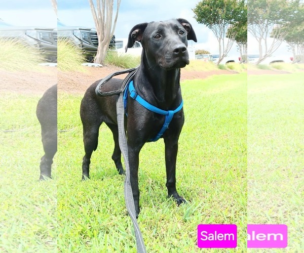 Medium Photo #1 Mutt Puppy For Sale in Farmerville, LA, USA