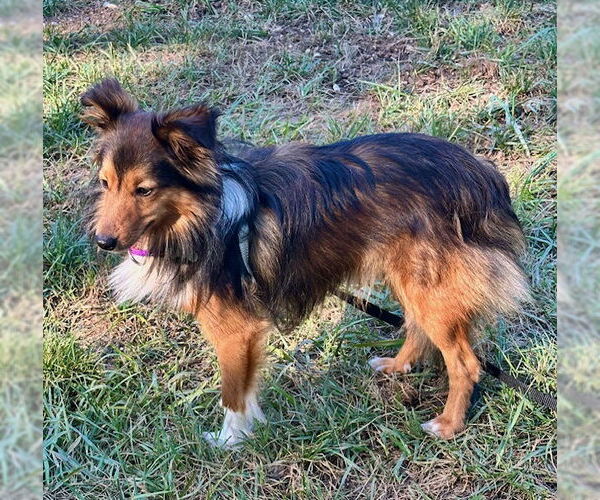 Medium Photo #4 Mutt Puppy For Sale in Wamego, KS, USA