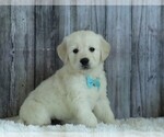 Small Photo #1 English Cream Golden Retriever Puppy For Sale in FREDERICKSBG, OH, USA