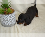 Small #1 Dachshund
