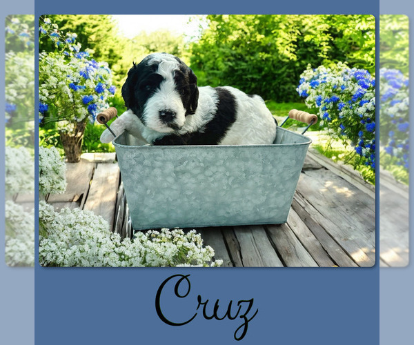 Medium Photo #4 Bernedoodle Puppy For Sale in MENIFEE, CA, USA