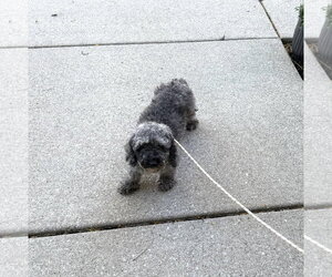 Ella - Female Poodle (Miniature) Dog for Adoption - Photo #2