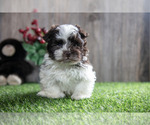 Puppy Arthur Havanese