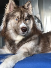 Mother of the Siberian Husky puppies born on 02/10/2019