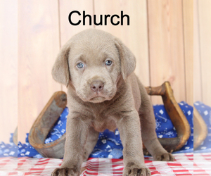 Labrador Retriever Puppy for sale in MARSHFIELD, MO, USA