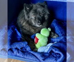 Small #1 Breeder Profile image