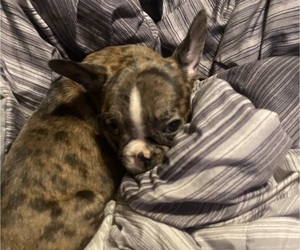 French Bulldog Puppy for sale in WESTPORT, MA, USA