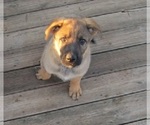 Small Photo #11 German Shepherd Dog Puppy For Sale in WYTHEVILLE, VA, USA
