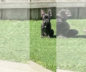 French Bulldog Puppy for sale in DALLAS, NC, USA