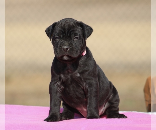 Medium Photo #1 Cane Corso Puppy For Sale in RAEFORD, NC, USA