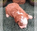 Small Photo #13 Cavapoo Puppy For Sale in CARLISLE, KY, USA