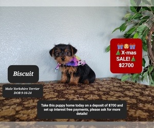 Yorkshire Terrier Puppy for sale in TUCSON, AZ, USA