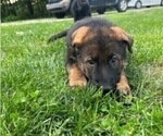 Small Photo #1 German Shepherd Dog Puppy For Sale in ELKHART, IN, USA
