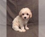 Small Photo #1 Havanese-Poodle (Toy) Mix Puppy For Sale in ORO VALLEY, AZ, USA