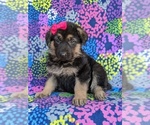 Small Photo #6 German Shepherd Dog Puppy For Sale in KIRKWOOD, PA, USA