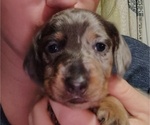 Small Photo #22 Dachshund Puppy For Sale in BON AQUA, TN, USA