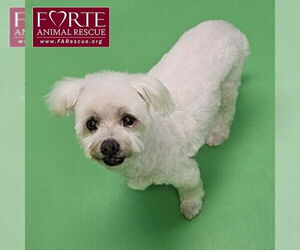 Maltipoo Dogs for adoption in Marina del Rey, CA, USA