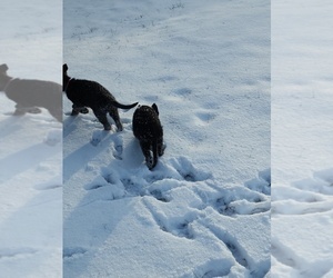 German Shepherd Dog Litter for sale in TOLONO, IL, USA