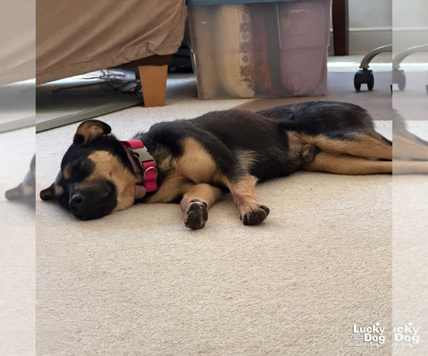 Medium Photo #10 Beagle-Unknown Mix Puppy For Sale in Washington, DC, USA