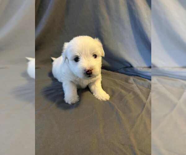 Medium Photo #1 Coton de Tulear Puppy For Sale in TIMBER, OR, USA