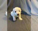 Puppy Adora Belle Coton de Tulear
