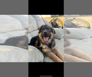 German Shepherd Dog Puppy for sale in STUDIO CITY, CA, USA