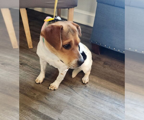 Medium Photo #1 Beagle-Unknown Mix Puppy For Sale in Fairfax, VA, USA