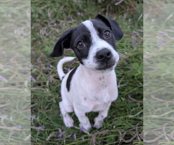 Medium Photo #1 Mutt Puppy For Sale in Davis, CA, USA