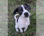 Small Mutt