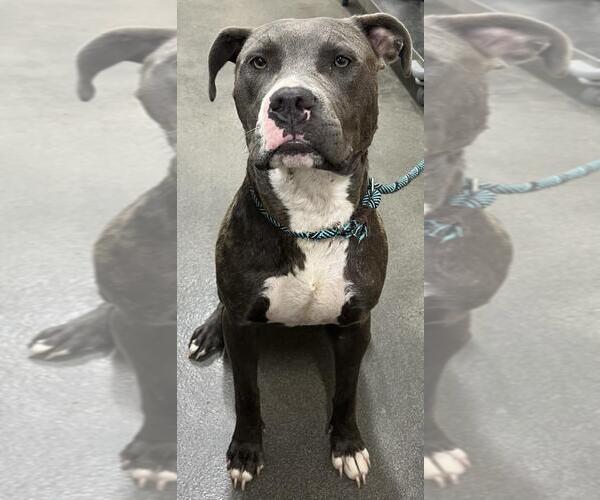 Medium Photo #1 American Pit Bull Terrier Puppy For Sale in Forestville, MD, USA